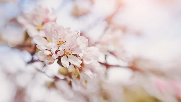 Flores de manzano . — Foto de Stock
