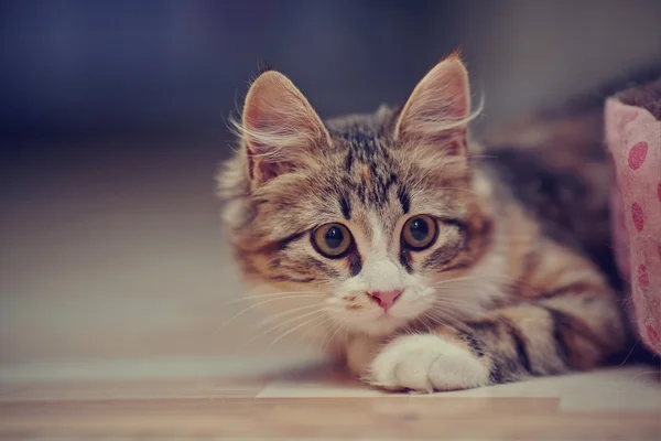 Lovely domestic multi-colored kitten — Stock Photo, Image