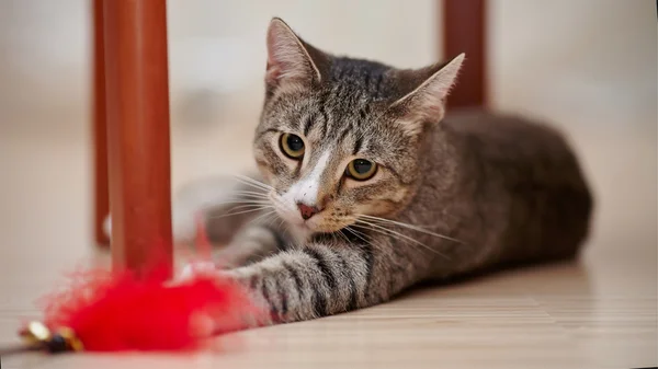 Gestreifte Katze spielt mit einem Spielzeug — Stockfoto