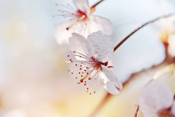 Due fiori di ciliegia in una luce del sole — Foto Stock