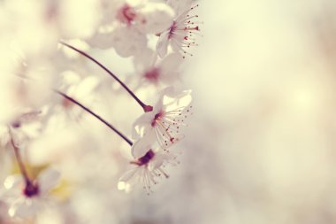 Kiraz çiçekleri bir güneş ışığı altında