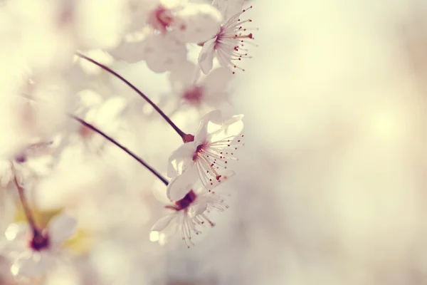 Cerezos flores en un sol — Foto de Stock