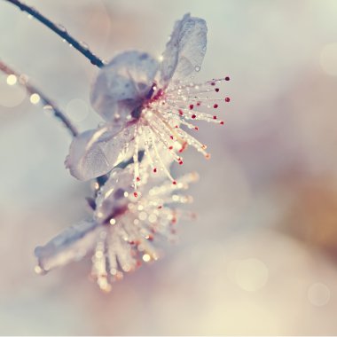 Kiraz çiğ içinde iki çiçek damla 