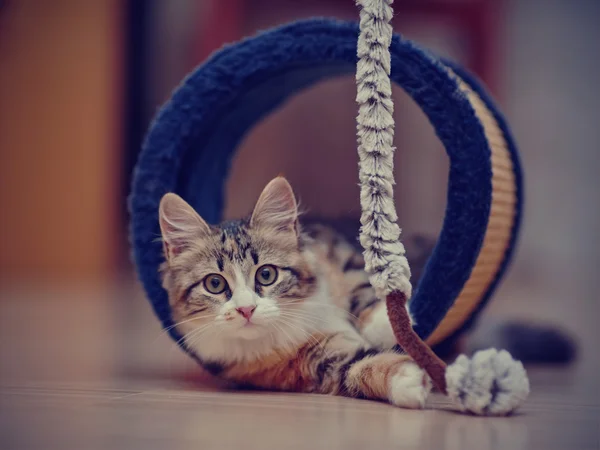 O gatinho multicolorido doméstico joga — Fotografia de Stock