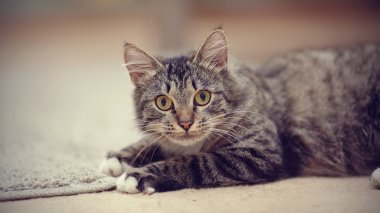 Sarı gözlü çizgili bir kedi portresi