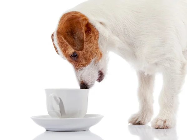 Cãozinho da raça um Jack Russell Terrier e copo branco. Fotos De Bancos De Imagens Sem Royalties
