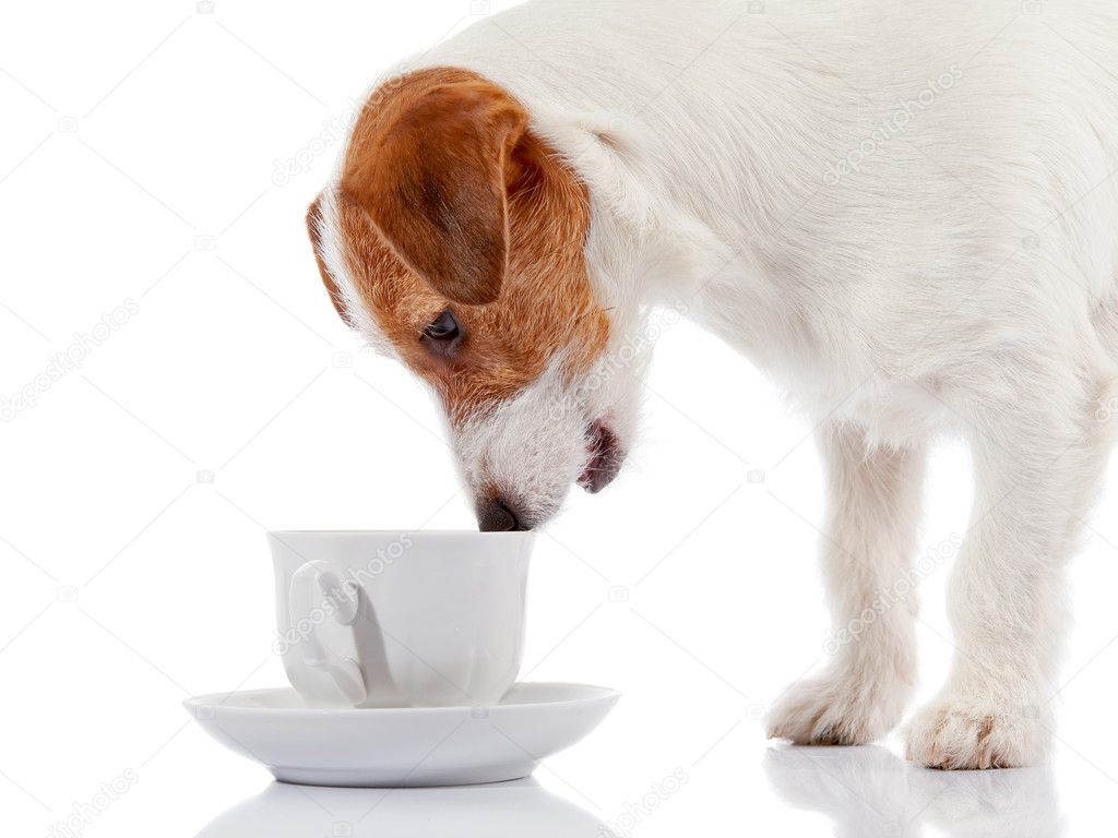 Doggie of breed a Jack Russell Terrier and white cup. 