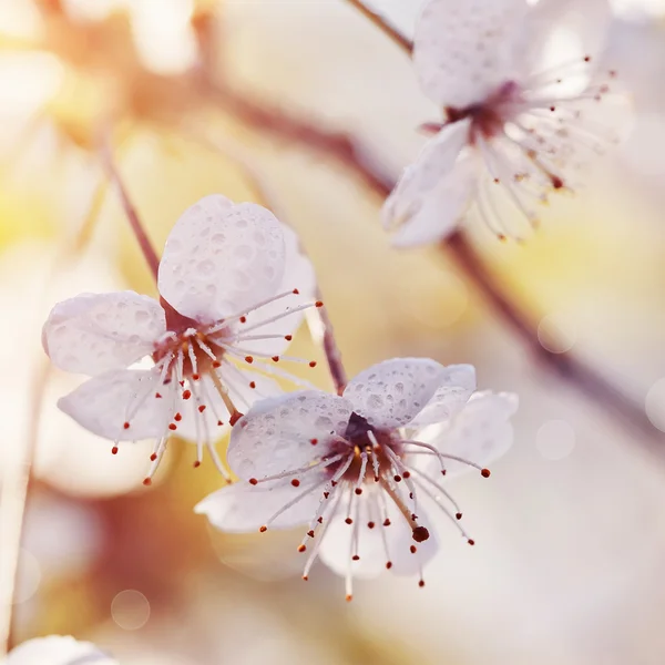 Fiore di ciliegio primo piano. — Foto Stock