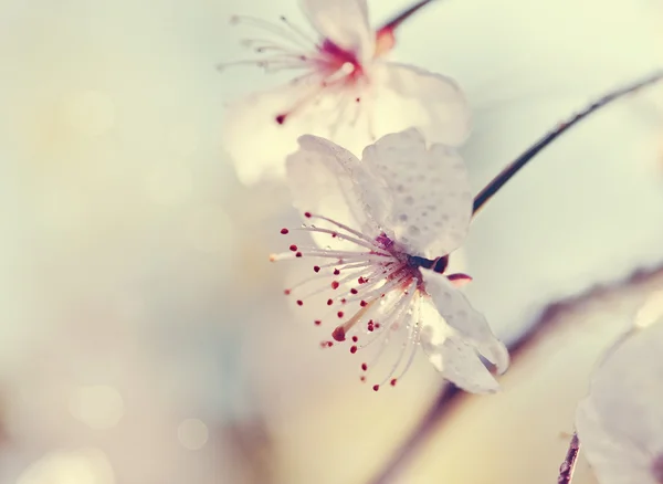 Two flowers of cherry close-up — Stock Photo, Image