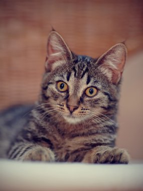 Bir kedi yavrusu bir şeritli renk portresi 