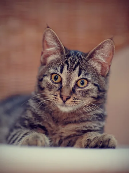 Retrato de un gato de color atigrado —  Fotos de Stock