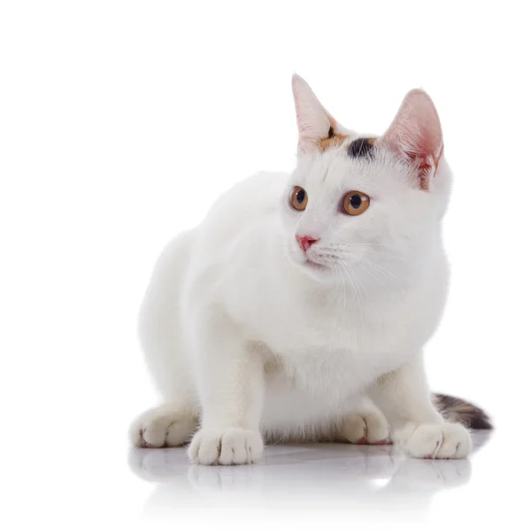 The guarded white cat with yellow eyes — Stock Photo, Image