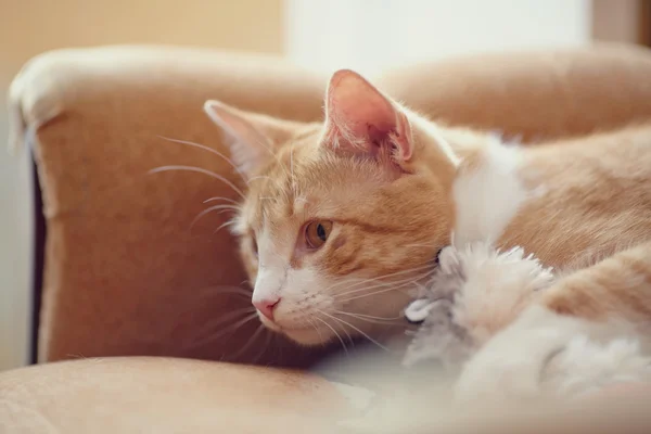 Retrato de un gato de rayas rojas con un juguete . — Foto de Stock