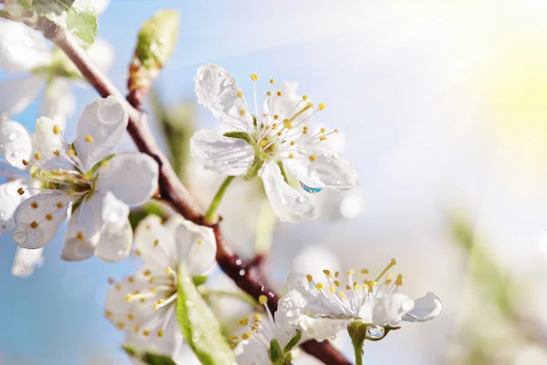 Branch of the blossoming cherry in sunshine — Stock Photo, Image