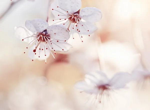 Flowers of cherry. — Stock Photo, Image