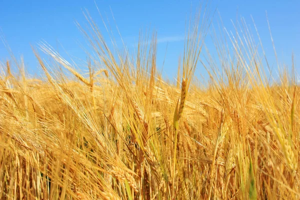 Золоті Вуха Пшениці Полі — стокове фото