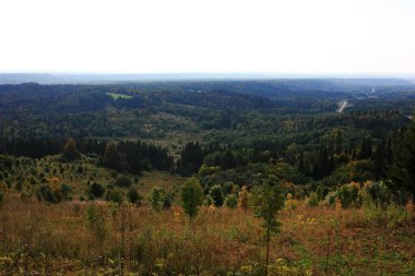 Yeşil Sibirya Boreal Ormanı ufka kadar uzanıyor