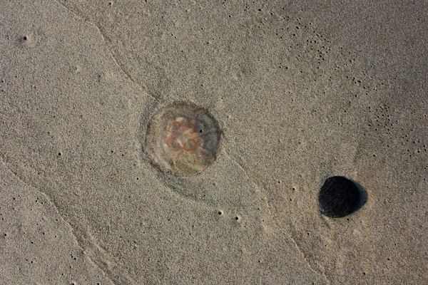 Kumlu sahilde şeffaf denizanası