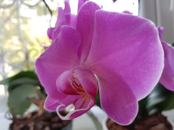 Flor Orquídea Com Pétalas Rosa — Fotografia de Stock