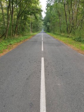 Ormanda boş bir asfalt yol