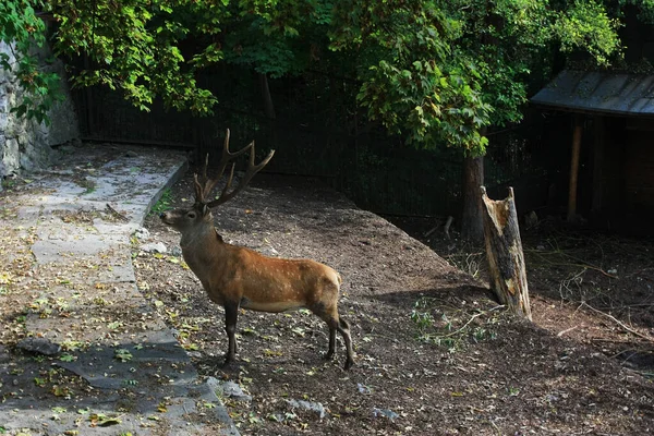 Brown deer with beautiful horns