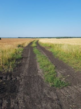Buğday tarlasında köy yolu