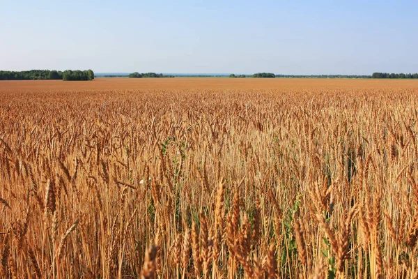 Golden Ears Wheat Field — Stock Photo, Image