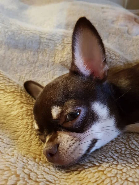 Kleiner Chihuahua Hund Liegt Auf Der Couch — Stockfoto