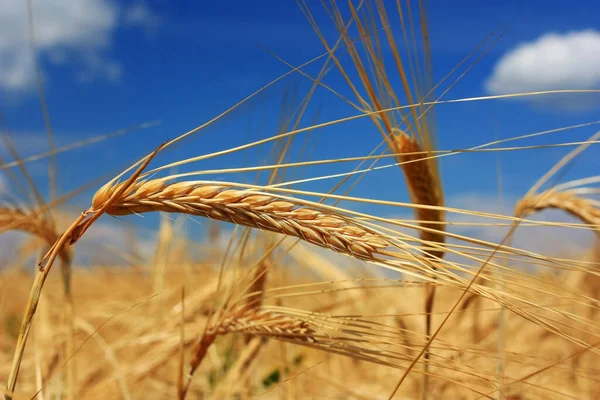 Oreilles Dorées Blé Dans Champ — Photo