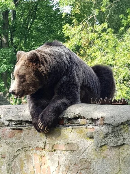 Бурый Медведь Сидит Каменной Стене — стоковое фото