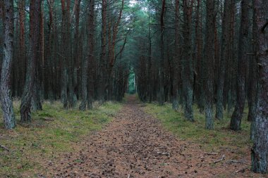 Karanlık ve sihirli yolda