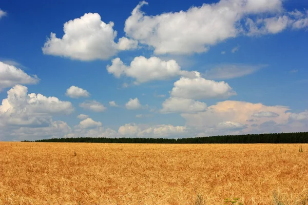 Orelhas Douradas Trigo Campo — Fotografia de Stock