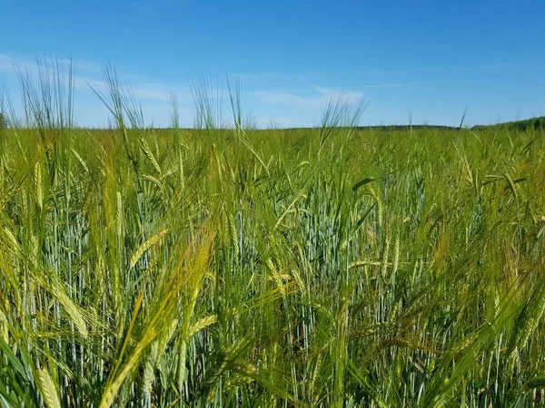 Hojas Trigo Verde Campo —  Fotos de Stock