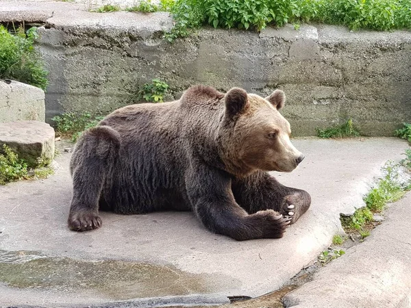 茶色のクマの壁に座っている — ストック写真