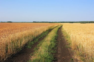 Buğday tarlasında köy yolu