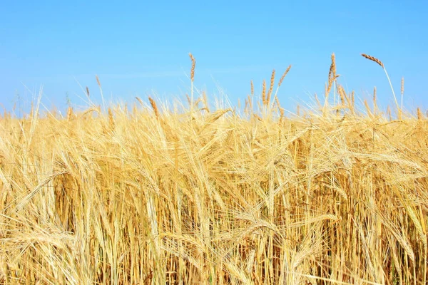 Oreilles Dorées Blé Dans Les Champs — Photo