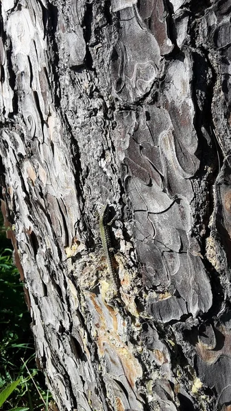 Сіра Ящірка Корі Дерева — стокове фото