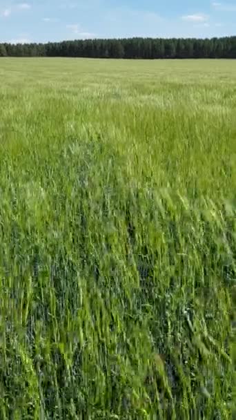 Green Field Wheat Ears — Stock Video