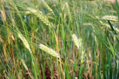 Buğday tarlası kulakları