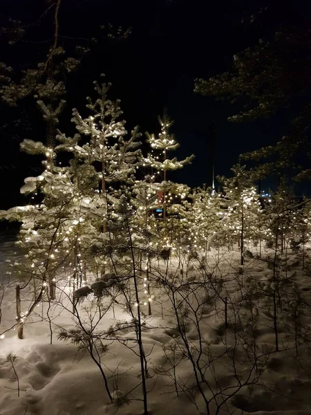 Des Arbres Enneigés Dressent Dans Forêt Hivernale — Photo