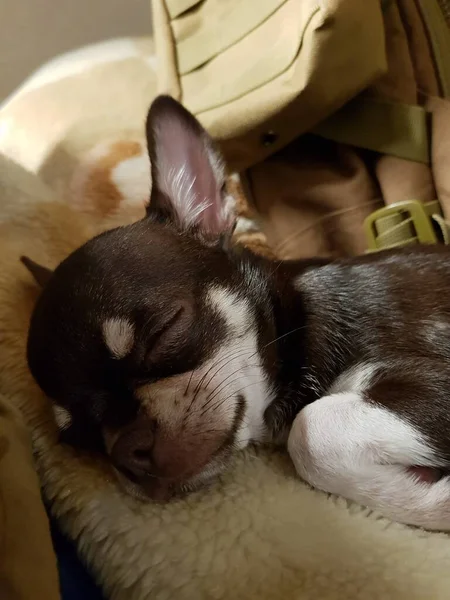 Küçük chihuahua köpeği kanepede uyuyor.