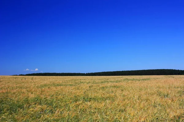 Orelhas Ouro Trigo Campo — Fotografia de Stock