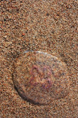 Kumlu kıyıya atılan şeffaf denizanası