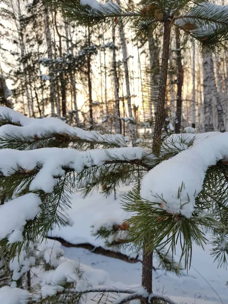 Ramas Pino Verde Cubiertas Nieve —  Fotos de Stock