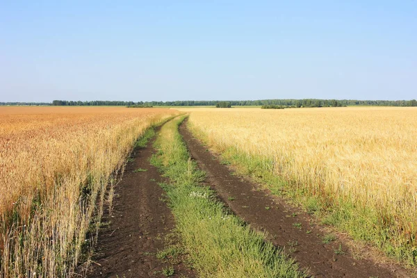 Route Campagne Dans Champ Blé — Photo