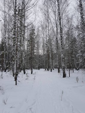 Karla kaplı yeşil çam dalları