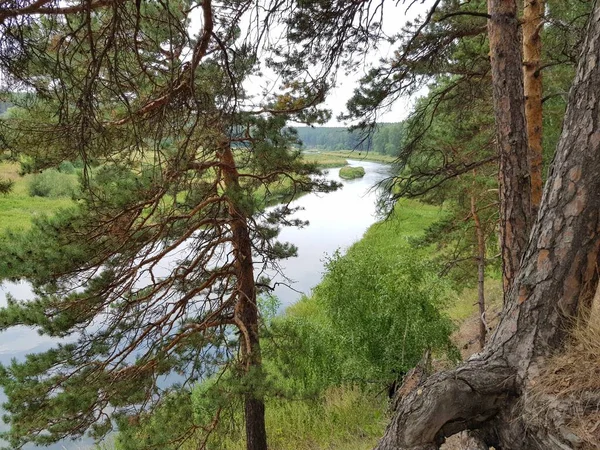 Bäume Wachsen Fluss — Stockfoto