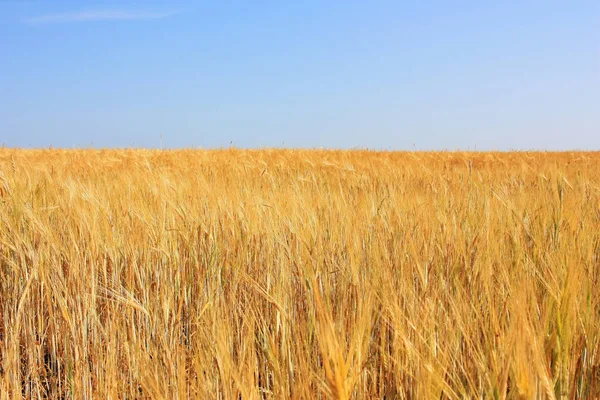 Golden Ears Wheat Field — Stock Photo, Image