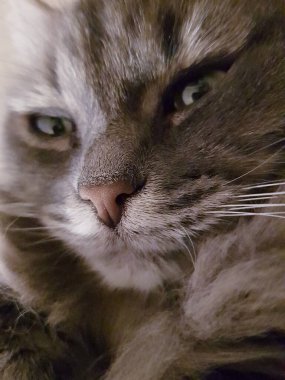 Gri bir kedinin pembe burnu