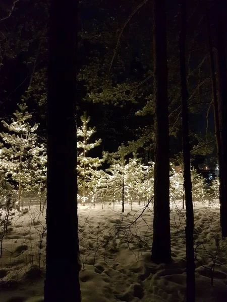 Invierno Noche Bosque Luces Brillantes — Foto de Stock